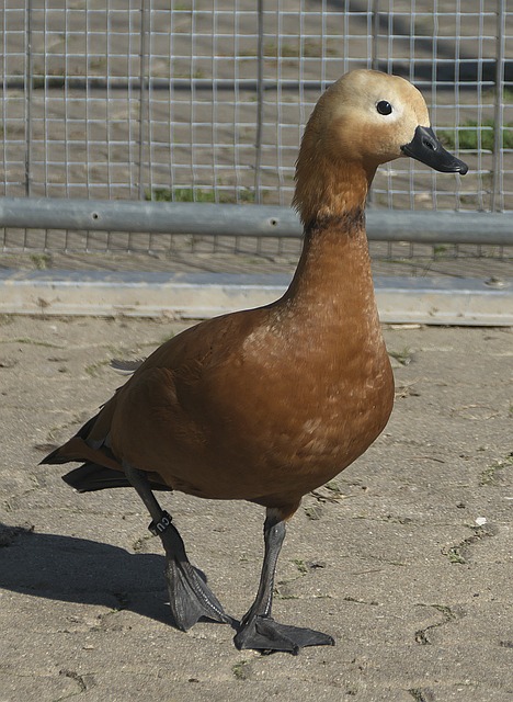 大型平台上